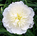 گل صدتومانی سفید